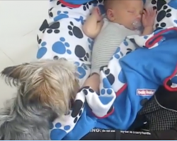 [Video] Yorkshire Terrier won’t stop until baby is properly tucked in