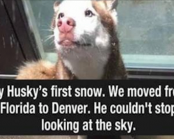 14 Reasons Huskies Are The Best, Weirdest Dogs In The World
