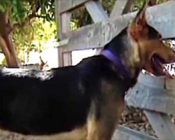 [Video] Neighbor’s Dog Would Sneak Under The Fence Every Day, Then They Realized Why