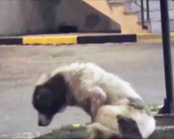 [Video] Abandoned Dog Is Too Scared To Be Rescued, But Woman Makes It Her Mission To Save Him