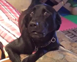 16 dogs who had no idea you’d be home so early