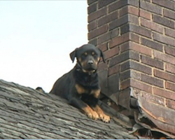 Someone Left This Rottweiler On A Rooftop To Die – But When Someone Else Finally Notices Him…