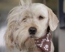 Charlie The Homeless Dog Got A Second Chance At Life After An Incredible Makeover