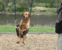 Dad places family dog in the swing. Dog proceeds to have the time of her life