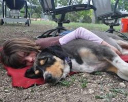 5 Signs That Show Your Dog Actually Loves You