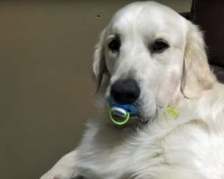 He Popped a Pacifier Into His Mouth. Now Watch What Happens When Mom Tries to Take It From Him.