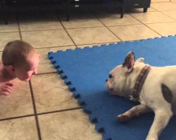 French Bulldog spins around in circles as it makes a six-month-old baby giggle in delight