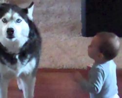 Mom Caught Her Baby Talking To The Dog. Their Conversation? Unbelievable.
