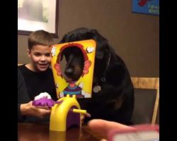 [Video] Rottweiler Can’t Wait For His Turn To Play “Pie Face!” On Family Game Night!