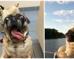 11 Reasons Why It’s Totally Awesome To Be A Pug