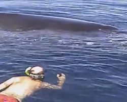 [Video] Humpback Whale Shows AMAZING Appreciation After Being Freed From Nets