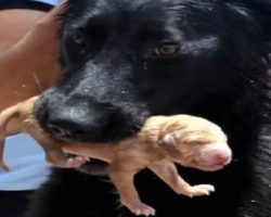 [Video] Heroic Stray Dog Saves Drowning Puppies After Rescue Team Asks For Help