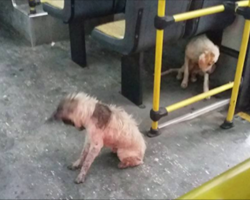Bus driver pulls over and allows two stray dogs on his bus during heavy downpour