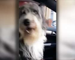 [Video] Woman Tells Her Dog He’s Going To Grandma’s House – His Reaction Is Priceless