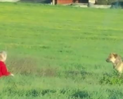 [Video] They tried for months but couldn’t get close to this stray, but then a little girl tried…