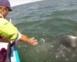 [Video] Woman extends her left hand, is stunned when mama whale lifts her calf out of water to greet her