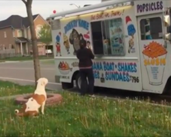 [Video] When This Pit Bull Hears The Ice Cream Man Coming, He Does The Most Adorable