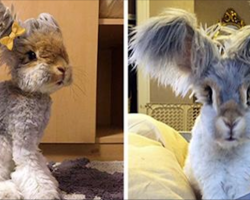 This looks like a stuffed animal, but it’s actually the cutest rabbit in the world