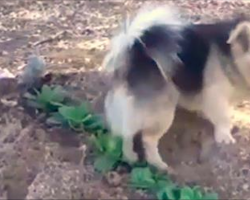 [Video] Cemetery Staff Sees Dog Standing Over Grave Every Day, Realizes He’s Guarding His Dead Owner