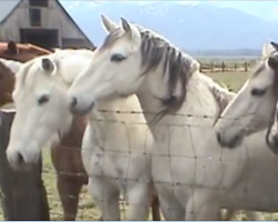 [Video] The horses line up to meet a little fella they can’t quite comprehend