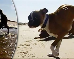 [Video] Dog has hind legs removed after birth, doesn’t let that stop him from living life to the fullest