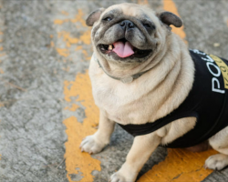 This Police Dog Is The Cutest, Bravest Little Police Dog I’ve Ever Seen!