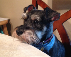 5 Problems Only Schnauzer Owners Will Understand