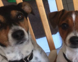 6 Problems Only Jack Russell Owners Will Understand