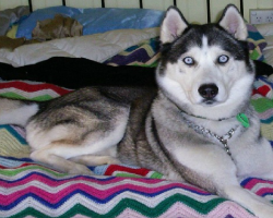 6 Problems Only Husky Owners Will Understand