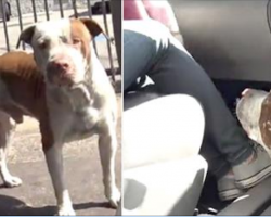 [Video] Lonely dog wanders alone without shelter or food, jumps inside stranger’s car at first chance