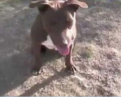 [Video] Dying of starvation and abuse… Rescued pit bull pays it back!!!
