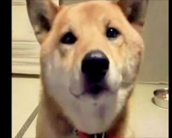 [Video] Mom Asks Her Dog To “Bark Softly.” Dog’s Response? Priceless!