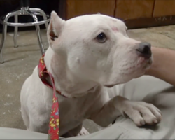 [Video] A Pit Bull And Her Newborn Pups Get Rescued, But What Happens Next Will Amaze You