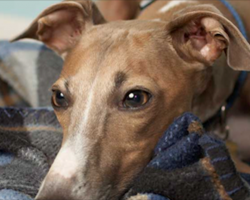 [Video] Abused Dog Stares at Wall for Days After Being Rescued, But Then She Turns Around…