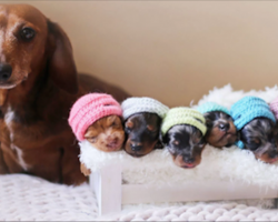 This Sausage Dog’s Maternity Shoot With Her Tiny Puppies Is So Adorable