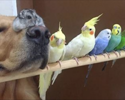 This Dog, Hamster, And 8 Birds Are The Cutest Best Pals Ever