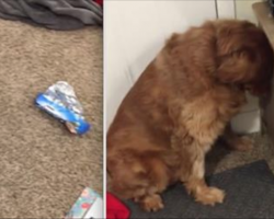 [Video] Naughty Dog Embarrassed When He’s Busted For Eating Entire Bag of Treats