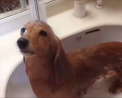 [Video] Dachshund Takes A Bath In The Sink And Has The Most Precious Reaction