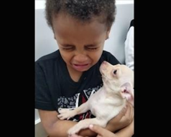 [Video] Little Boy Starts Crying When He Meets This Chihuahua For The First Time