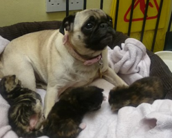 They Were Found Abandoned In A Stairwell. They’d Grow Up Without A Mom, Until This Pug Stepped In