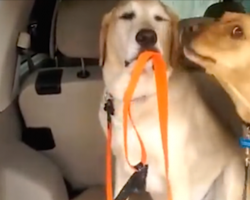 [Video] Clever Dog Helps His Brother Get Ready To Go To The Dog Park