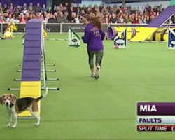 [Video] Beagle Gets Distracted During Dog Show Agility Course And Makes Entire Audience Laugh