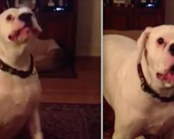 [Video] Tired Boxer Adorably Argues With His Human About Bedtime