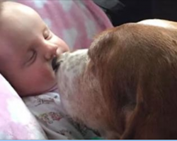Baby Suffers Fatal Stroke. Family Dogs Refuse To Leave Baby’s Side