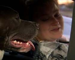 [Video] Uber Driver Adopts Pit Bull After Passenger Left Her Behind In Car