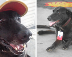 Dog Abandoned At Gas Station Is Now Its Cutest Employee