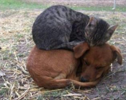 25 hilarious photos of cats sleeping on dogs