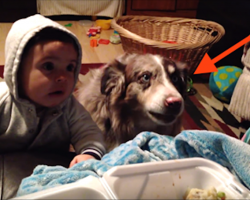 She’s Trying To Get The Baby To Say “Mama,” But Just Keep Your Eyes On The Dog