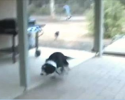 Happy Dog Goes Absolutely Crazy When He Reunites With His Best Friend