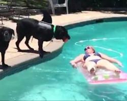 [Video] Adorable Labrador Retriever Puppy’s Poolside ‘Attack’ Is Hilarious